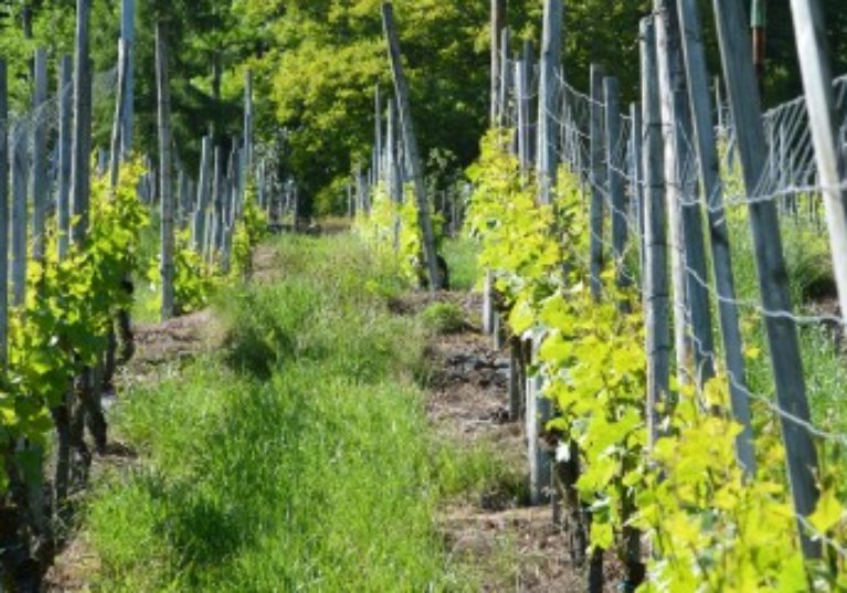 Crédit d’impôt en faveur de l’agriculture biologique