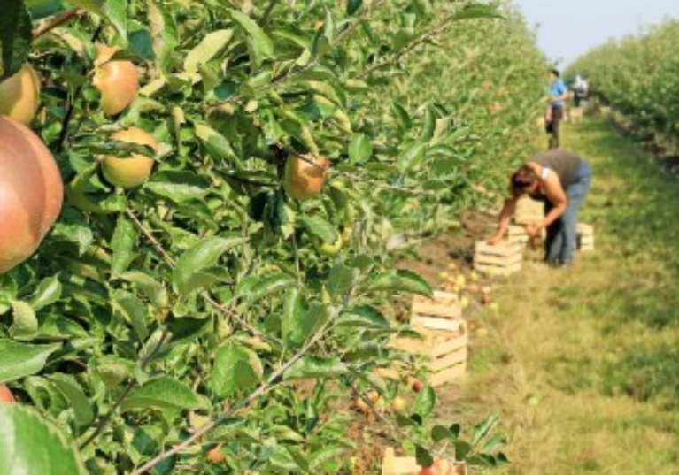Employeurs agricoles : exonération liée au travail occasionnel ou réduction « Fillon » ?