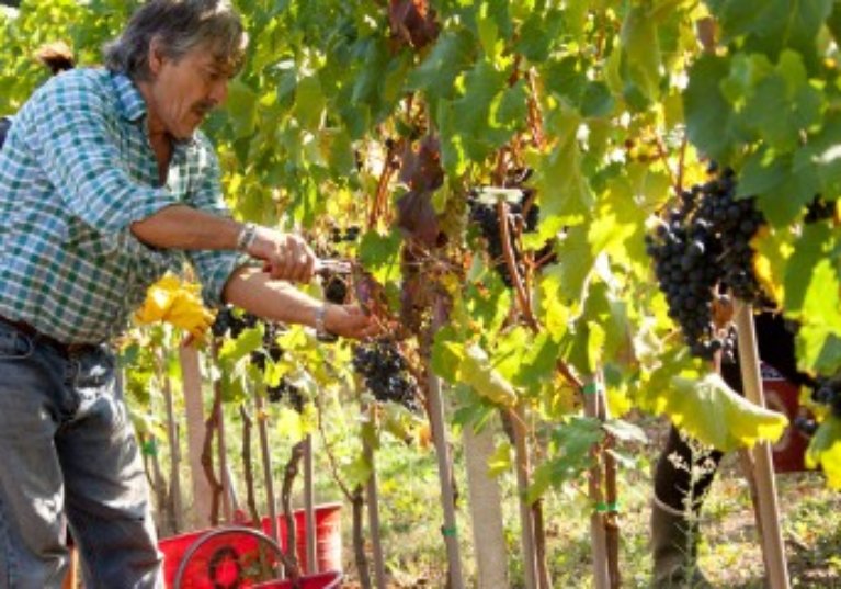 Employeurs agricoles : pas de travail dissimulé, pas de cotisations à payer !