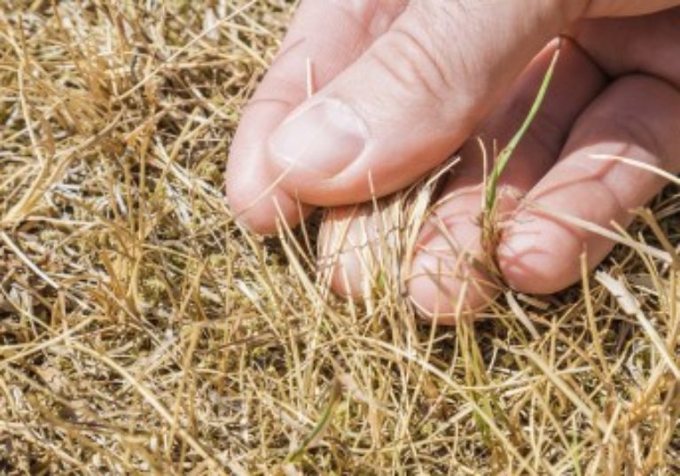 Conditions de l’indemnisation des pertes de fourrage dues à la sécheresse 2018