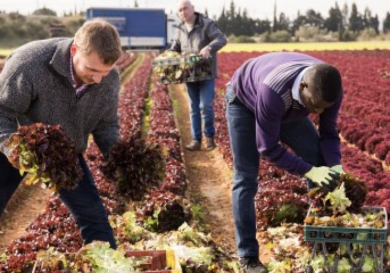 Covid-19 : des conseils de sécurité pour les employeurs agricoles