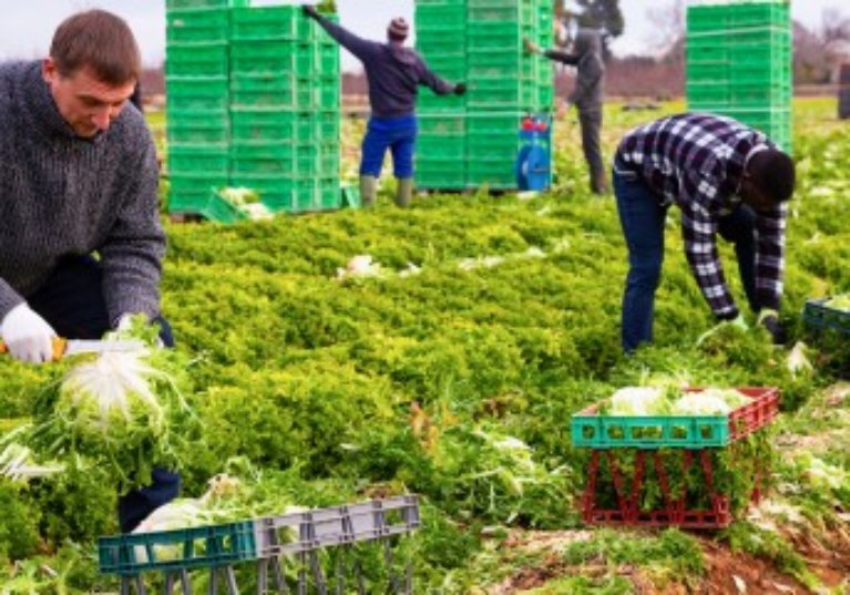 Travailleurs agricoles étrangers : un retour en France sous conditions