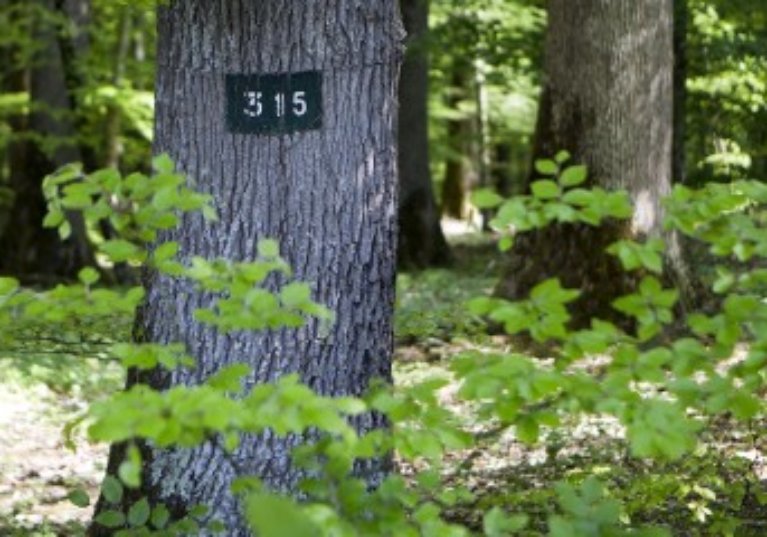 Le marché des forêts reste dynamique