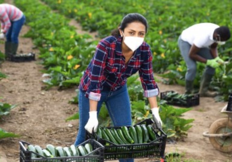 Une « aide prévention Covid » pour le secteur agricole