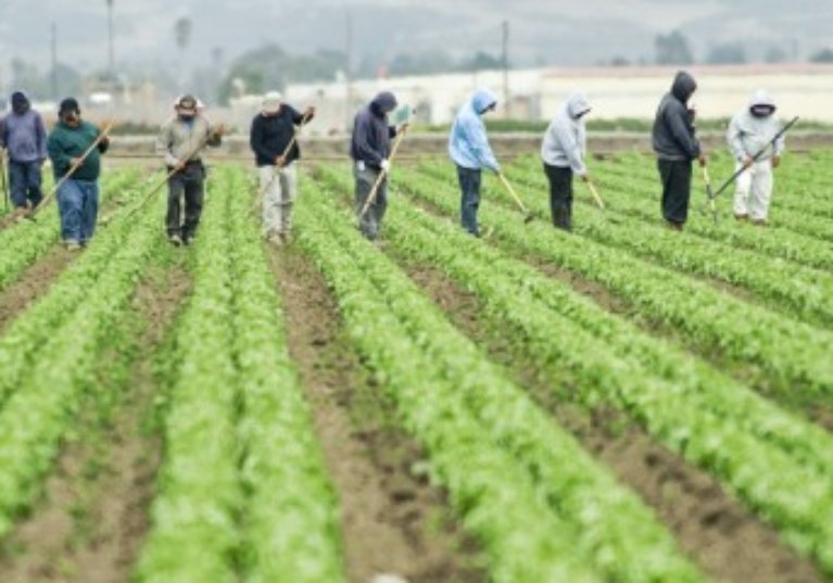Travailleurs occasionnels agricoles : 2 ans de sursis pour l’exonération spécifique !