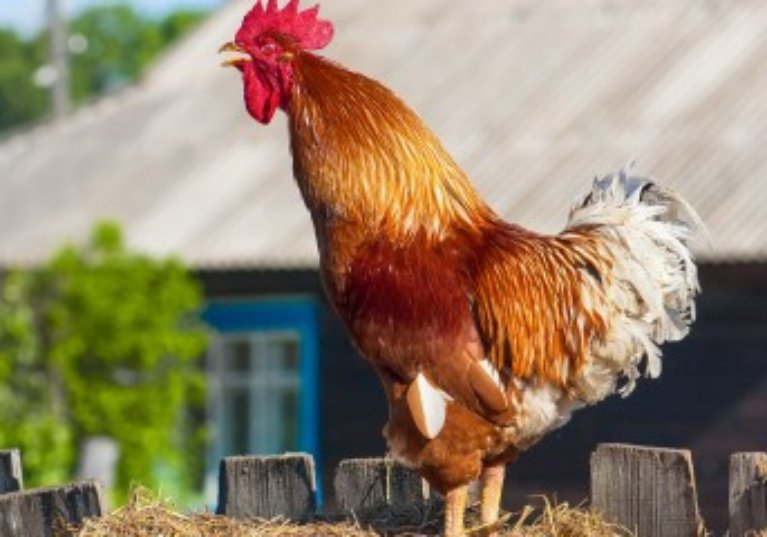 Les bruits et les odeurs de la campagne sont protégés !
