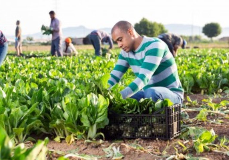 Travailleurs agricoles occasionnels : renonciation à l’exonération de cotisations d’ici fin mars