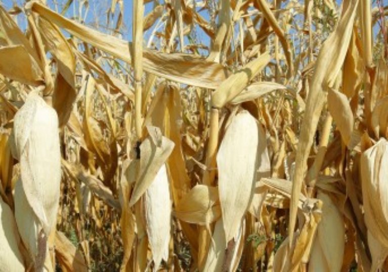 Sécheresse : les mesures d’urgence pour les agriculteurs