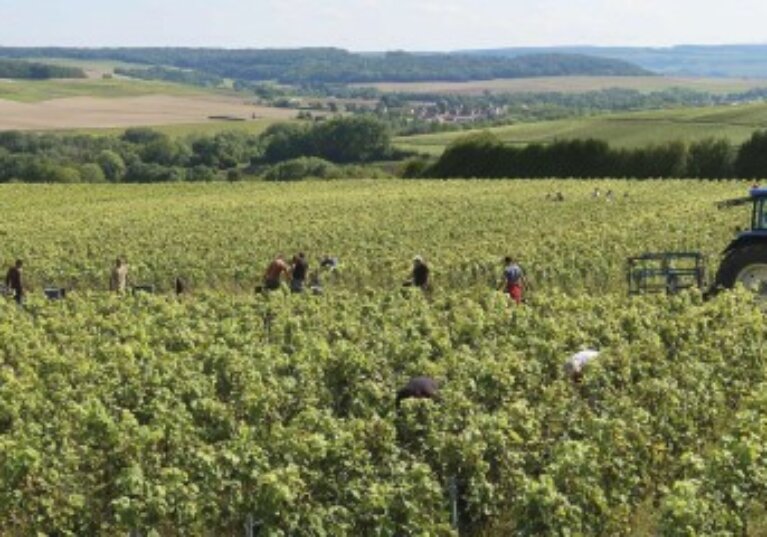 Travailleurs agricoles occasionnels : option pour la réduction générale dégressive unique