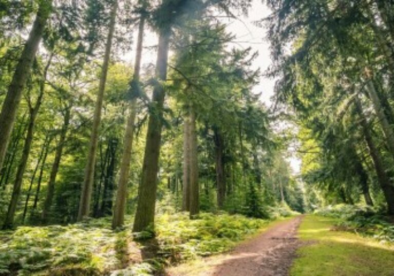 Diversifier son patrimoine en investissant dans les forêts