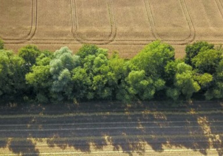 Destruction de haies : la nouvelle procédure à suivre